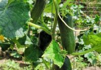 Agronomi nosaukuši precīzu attālumu, kādā gurķus vislabāk stādīt atklātā augsnē