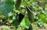 Agronomi nosaukuši precīzu attālumu, kādā gurķus vislabāk stādīt atklātā augsnē