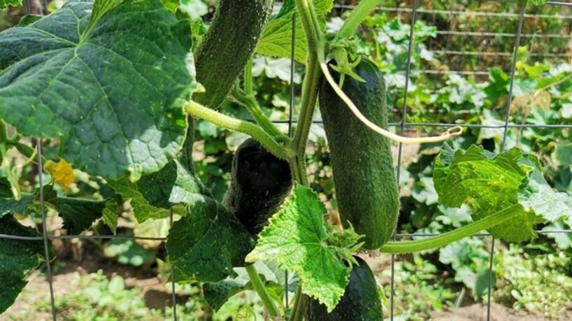 Agronomi nosaukuši precīzu attālumu, kādā gurķus vislabāk stādīt atklātā augsnē