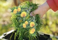 Pavasara “zelts” jūsu dārzam: kā pagatavot mēslojumu no pienenēm un palielināt ražu