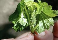 40 ml uz 10 l ūdens pret laputīm uz jāņogām – aizsargā krūmus no kaitēkļiem