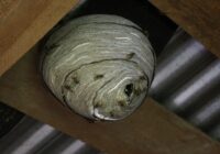 Viens aromāts, kas padara lapsenes bezspēcīgas: dabīgs veids, kā tās atturēt