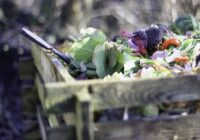 7 labākie veidi, kā izmantot kompostu jūsu augu labsajūtai