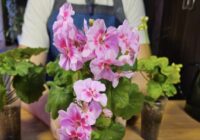 Zied pilnos podos, lai gan agrāk man tās nepatika: 5 efektīvi noteikumi pelargoniju audzēšanā