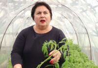 Agronome un pieredzējusi dārzniece Sniedze pastāsta, kā precīzi izrēķināt laiku, kad tomātu stādus droši var stādīt siltumnīcā (+VIDEO)