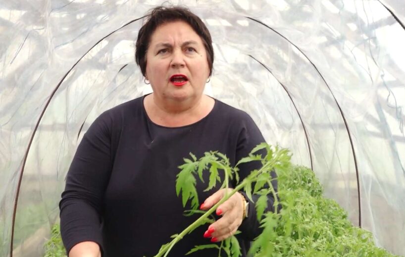 Agronome un pieredzējusi dārzniece Sniedze pastāsta, kā precīzi izrēķināt laiku, kad tomātu stādus droši var stādīt siltumnīcā (+VIDEO)