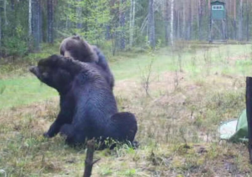 Netālu no ciemata Valmieras novadā vīrietim vairākas dienas pēc kārtas izdodas nofilmēt divus pieaugušus lāčus (+VIDEO)