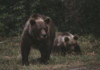 Izskatās, ka lāču mums netrūkst: Valmieras novadā regulāri klejo vairāki pieauguši lāči un tie ir nofilmēti (+ VIDEO)