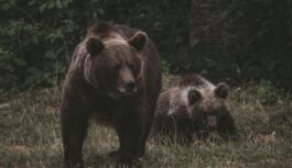 Izskatās, ka lāču mums netrūkst: Valmieras novadā regulāri klejo vairāki pieauguši lāči un tie ir nofilmēti (+ VIDEO)