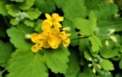 Strutene – kā to var lietderīgi izmantot dārzā stādījumu labā Strutene – kā to var lietderīgi izmantot dārzā stādījumu labā