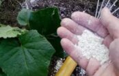 Auzu pārslas tomātu un gurķu barošanai – bet tikai pirmajās 2 nedēļās pēc iesakņošanās Auzu pārslas tomātu un gurķu barošanai – bet tikai pirmajās 2 nedēļās pēc iesakņošanās