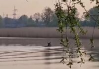 Jelgavnieks “aci pret aci” satiek un nofilmē pilsētā vienu no lielākajiem meža dzīvniekiem, kāds sastopams Latvijā (+ VIDEO)