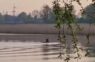 Jelgavnieks “aci pret aci” satiek un nofilmē pilsētā vienu no lielākajiem meža dzīvniekiem, kāds sastopams Latvijā (+ VIDEO)