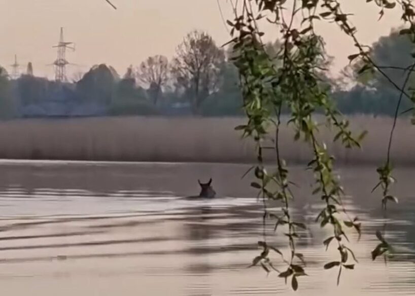 Jelgavnieks “aci pret aci” satiek un nofilmē pilsētā vienu no lielākajiem meža dzīvniekiem, kāds sastopams Latvijā (+ VIDEO)