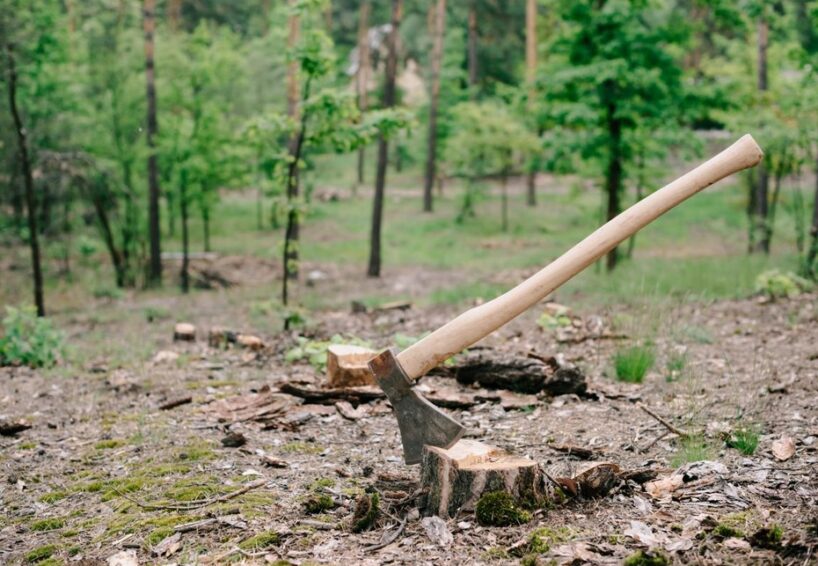 Kā atbrīvoties no celma pāris minūtēs, to neizraujot – izmēģināju mežstrādnieka padomu, kas tiešām strādā