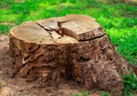 Kā es 24 stundu laikā tiku vaļā no visiem celmiem savā vasarnīcā, tos neizraujot un neizrokot