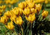 Beidzot izskan prognoze, kad Latvijā varam atkal sagaidīt +25 grādu temperatūru