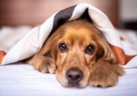 Kur var droši atstāt savu suni, ja plāno doties ceļojumā