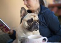 9 populāras suņu šķirnes, kas neprot palikt vieni paši mājās un slikti panes atšķirtību no saimnieka