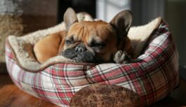 Veterinārārsti brīdina: populārajā raidījumā “Ķepa uz sirds” izskanējusi informācija, kas nav patiesa Veterinārārsti brīdina: populārajā raidījumā “Ķepa uz sirds” izskanējusi informācija, kas nav patiesa