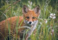 Latviešu fotogrāfs publicē mīļus un aizkustinošus kadrus ar satiktu lapsēnu (+ VIDEO)
