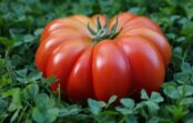 Paprika, tomāti un baklažāni tiks vākti spaiņiem – kādi virtuves atkritumi aizstās superfosfātu Paprika, tomāti un baklažāni tiks vākti spaiņiem – kādi virtuves atkritumi aizstās superfosfātu
