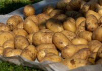 Kartupeļi būs lieli un gardi – ir nepieciešams vienkāršs mēslojums