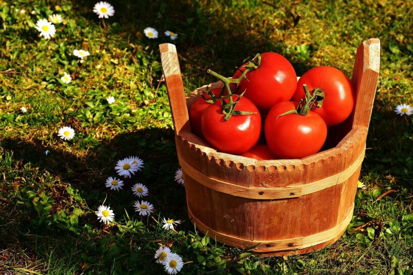 Šīs kļūdas dažkārt pieļauj pat profesionāli agronomi – kā nebarot tomātus