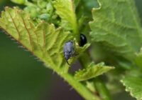 Kā atbrīvoties no smecernieka, pirms tas apēd pusi ražas – palīdzēs viens uzlējums