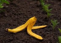 Banānu miza ir ļoti nepieciešama gurķiem dārzā – kā pagatavot uzlējumu