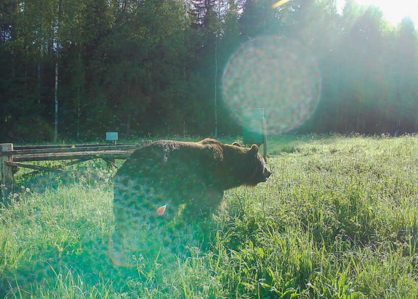 Latvijas Valsts mežu darbinieks, pildot darba pienākumus Vidzemē, “saskrienas” ar prāvu bariņu lāču (+ FOTO)