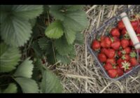 Kā jūnijā barot zemenes, lai ziedi nenobirtu un ogas būtu lielas
