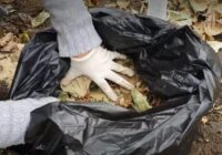 Es krāju nokritušās lapas maisos – lūk, kā tās pārvērst noderīgā mēslojumā
