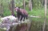 Pavisam negaidīta tikšanās 15. jūnijā Gaujā gadījusies kādai sievietei: viņa pie tilta sastapusies ar lāci (+ VIDEO)