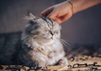 5 lietas, ko dara pieredzējušu kaķu audzētāji, lai kaķi mazāk mestu spalvu un mājoklis būtu tīrāks