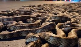 Dārzā un ap māju pamanījām neparasti daudz čūsku. Ilgi meklējām risinājumu, līdz sapratām, kas tās patiesībā piesaistīja