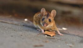 Kā humāni atbrīvoties no pelēm – vienkārši preventīvi pasākumi pret nevēlamiem grauzējiem