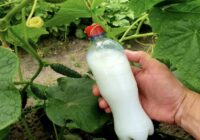 13 pilieni, kas pilnībā mainīs ražu: gurķi dos 19 kg no kvadrātmetra