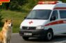 Suns nobloķēja ātrās palīdzības mašīnas ceļu un negāja prom – tikai vēlāk noskaidrojās kas par lietu
