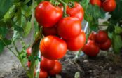 Šis produkts, kas atrodas jebkurā virtuvē, ir brīnišķīgs tomātu kopšanā: iesaka agronomi un pieredzējuši dārznieki Šis produkts, kas atrodas jebkurā virtuvē, ir brīnišķīgs tomātu kopšanā: iesaka agronomi un pieredzējuši dārznieki