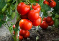 Šis produkts, kas atrodas jebkurā virtuvē, ir brīnišķīgs tomātu kopšanā: iesaka agronomi un pieredzējuši dārznieki