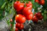 Šis produkts, kas atrodas jebkurā virtuvē, ir brīnišķīgs tomātu kopšanā: iesaka agronomi un pieredzējuši dārznieki