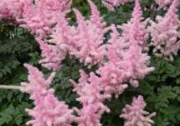 Kā izaudzēt grezno un skaisto astilbes krūmu – apkopojam visu zināmo informāciju