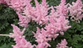 Kā izaudzēt grezno un skaisto astilbes krūmu – apkopojam visu zināmo informāciju