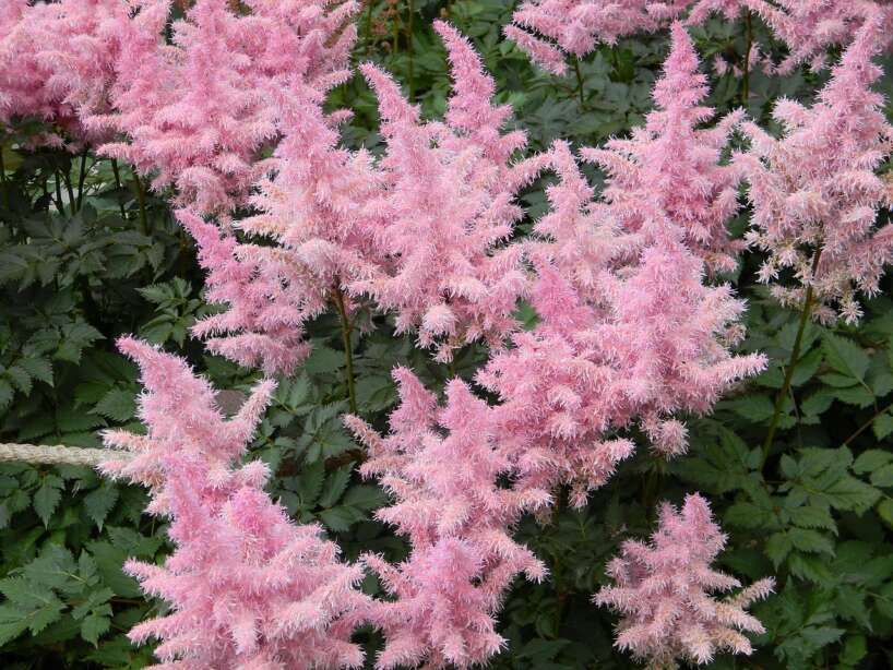 Kā izaudzēt grezno un skaisto astilbes krūmu – apkopojam visu zināmo informāciju