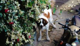 Speciālisti nosaukuši suņus ar visatriebīgāko raksturu – viņi nekad neko neaizmirsīs