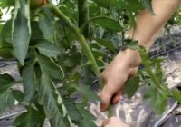 Noplūc tomātu lapas, sākot no 15. jūlija, stingri ievērojot noteikumus: raža nogatavojas par 7 dienām agrāk