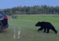 Lācis pastaigājas mājas pagalmā un ģimenei to izdodas nofilmēt: brūnie lāči kļūst aizvien drošāki (+ VIDEO)