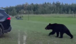 Lācis pastaigājas mājas pagalmā un ģimenei to izdodas nofilmēt: brūnie lāči kļūst aizvien drošāki (+ VIDEO)