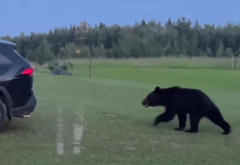 Lācis pastaigājas mājas pagalmā un ģimenei to izdodas nofilmēt: brūnie lāči kļūst aizvien drošāki (+ VIDEO)